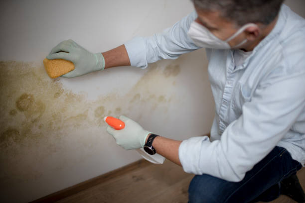 Best Attic Mold Removal  in Bronx, NY